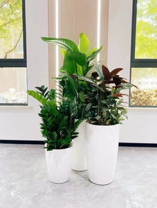 鄞州花卉摆放方案-江北绿植租赁合作-余姚花卉租摆费用-余姚花木租摆批发